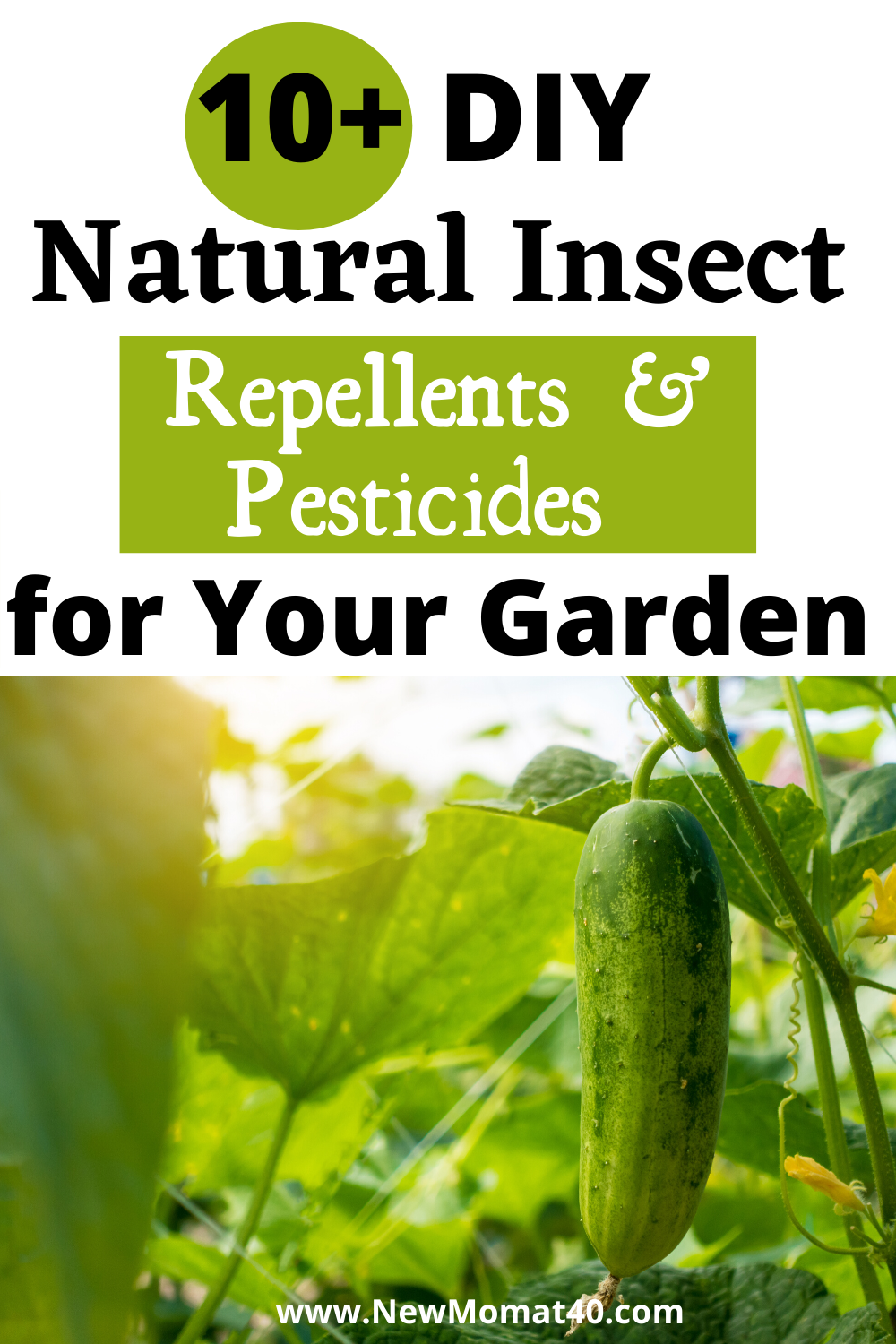 The Best Natural Garden Pest Control Recipes - New Mom At 40