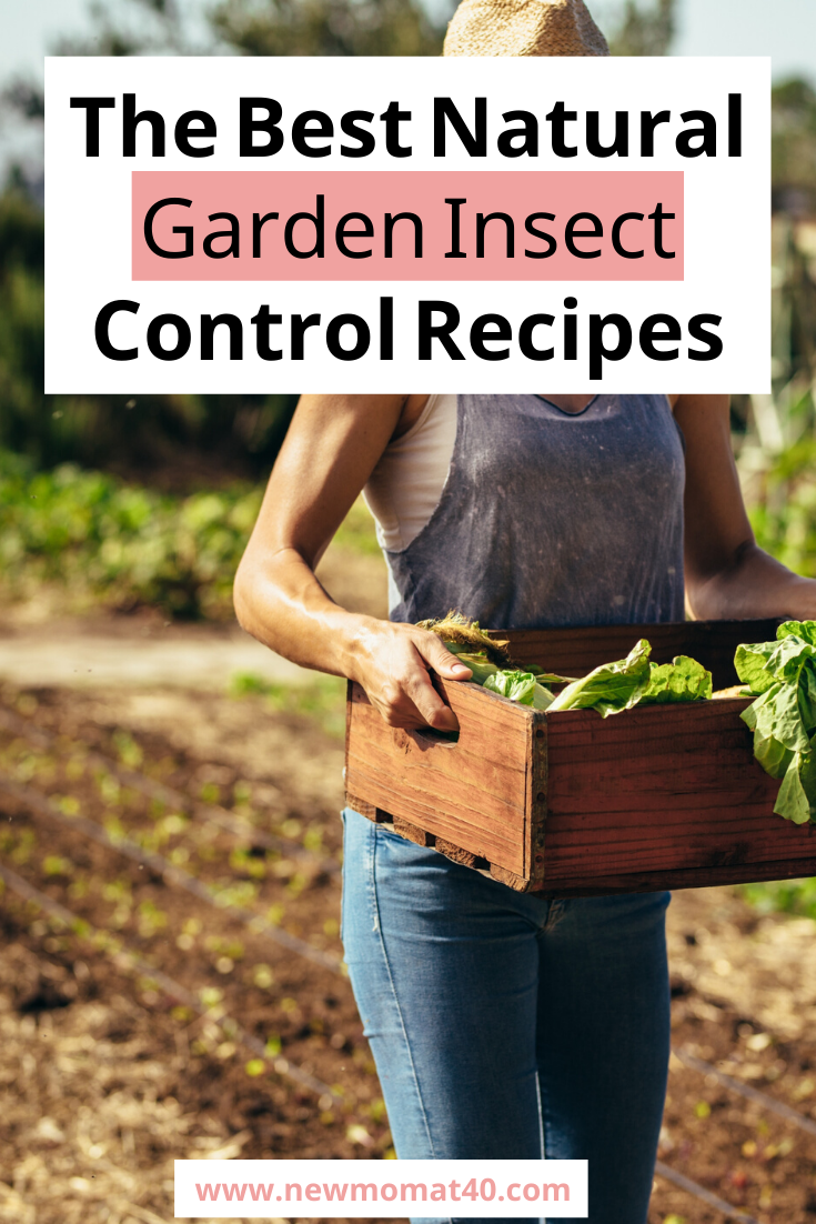 The Best Natural Garden Pest Control Recipes - New Mom At 40